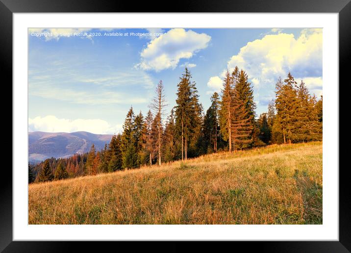 Tall pines rush to the sky on the slopes of the Carpathian hills. Framed Mounted Print by Sergii Petruk