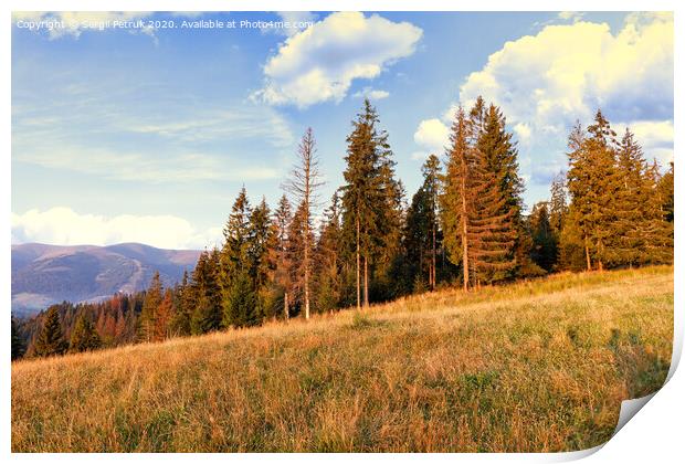 Tall pines rush to the sky on the slopes of the Carpathian hills. Print by Sergii Petruk