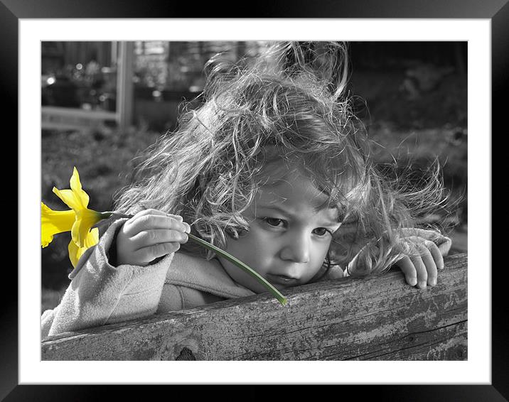 Daffodil of Discovery Framed Mounted Print by Gemma Higham