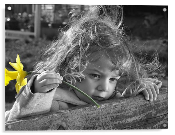 Daffodil of Discovery Acrylic by Gemma Higham