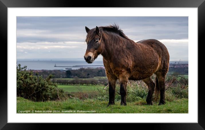 Exmoor Pony Framed Mounted Print by Robin Hunter