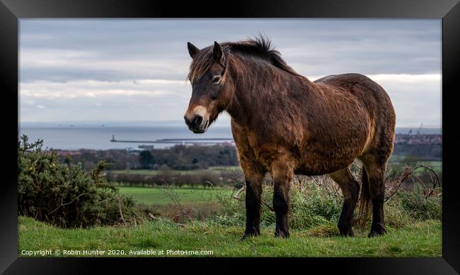 Exmoor Pony Framed Print by Robin Hunter