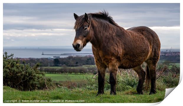 Exmoor Pony Print by Robin Hunter