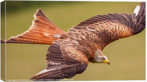 Red Kite in flight Canvas Print by Richard Ashbee