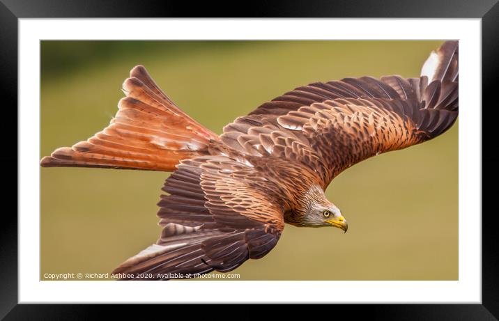 Red Kite in flight Framed Mounted Print by Richard Ashbee