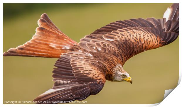 Red Kite in flight Print by Richard Ashbee