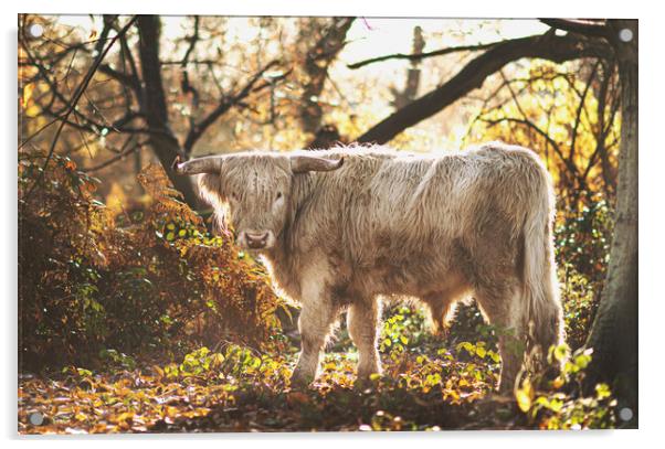 A Highland Cow Acrylic by Kia lydia