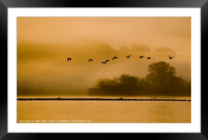 Geese at dawn over the Loch of Skene Framed Mounted Print by alan bain
