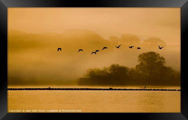 Geese at dawn over the Loch of Skene Framed Print by alan bain