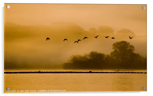 Geese at dawn over the Loch of Skene Acrylic by alan bain