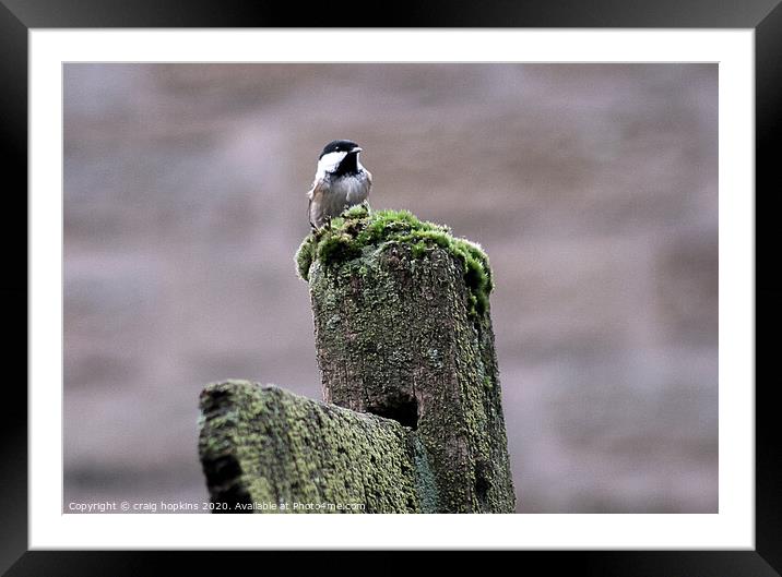 Great tit Framed Mounted Print by craig hopkins