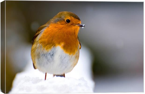 Christmas Robin Canvas Print by kevin wise
