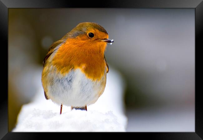 Christmas Robin Framed Print by kevin wise