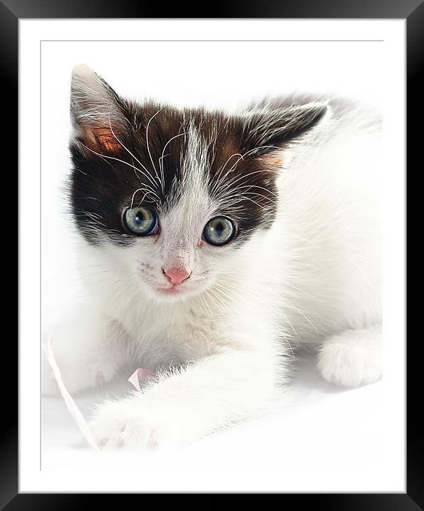 A Cute Kitten Framed Mounted Print by Jeni Harney