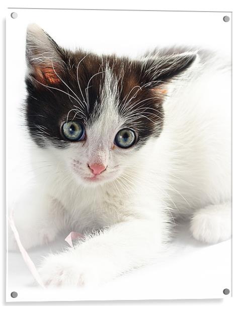 A Cute Kitten Acrylic by Jeni Harney