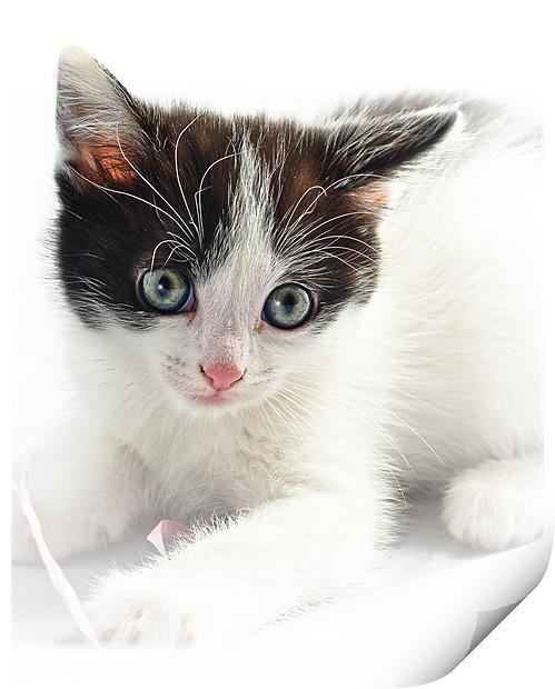 A Cute Kitten Print by Jeni Harney
