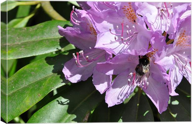 Bee on Pink Rhododendron Canvas Print by Lise Baker