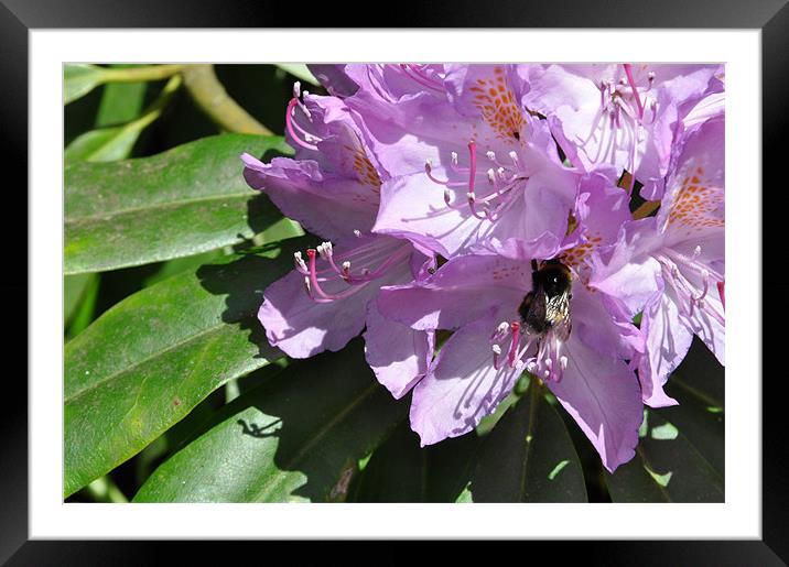Bee on Pink Rhododendron Framed Mounted Print by Lise Baker