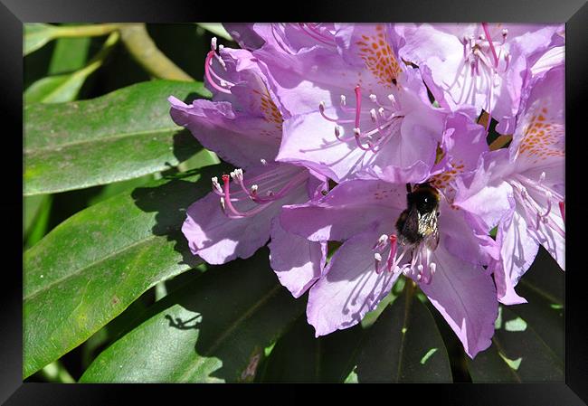 Bee on Pink Rhododendron Framed Print by Lise Baker