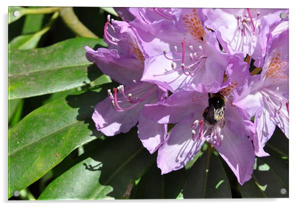 Bee on Pink Rhododendron Acrylic by Lise Baker