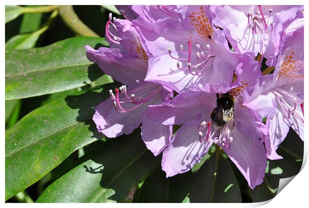Bee on Pink Rhododendron Print by Lise Baker