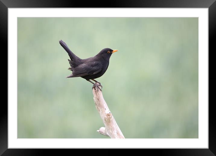 Blackbird Framed Mounted Print by Philip Hawkins