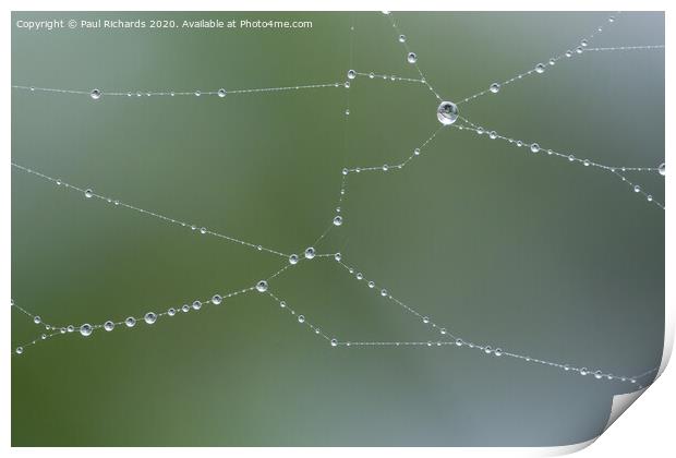 Water droplets on a spider web Print by Paul Richards