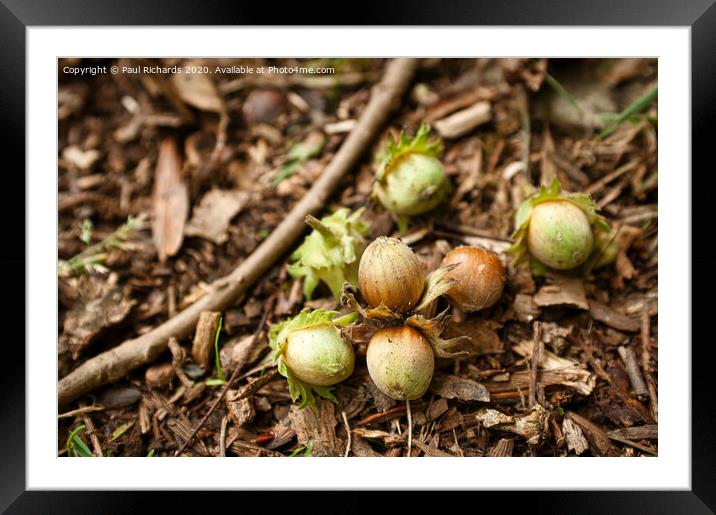 Hazlenuts Framed Mounted Print by Paul Richards
