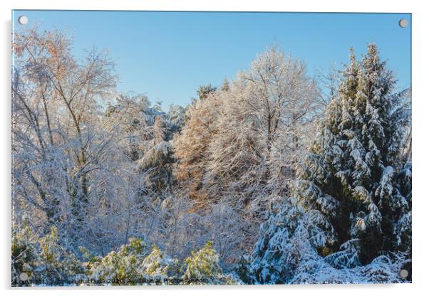  a white winter landscape Acrylic by daniele mattioda