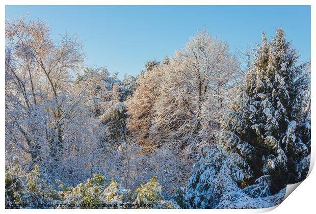  a white winter landscape Print by daniele mattioda