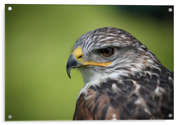 Sparrowhawk Acrylic by Philip Hawkins