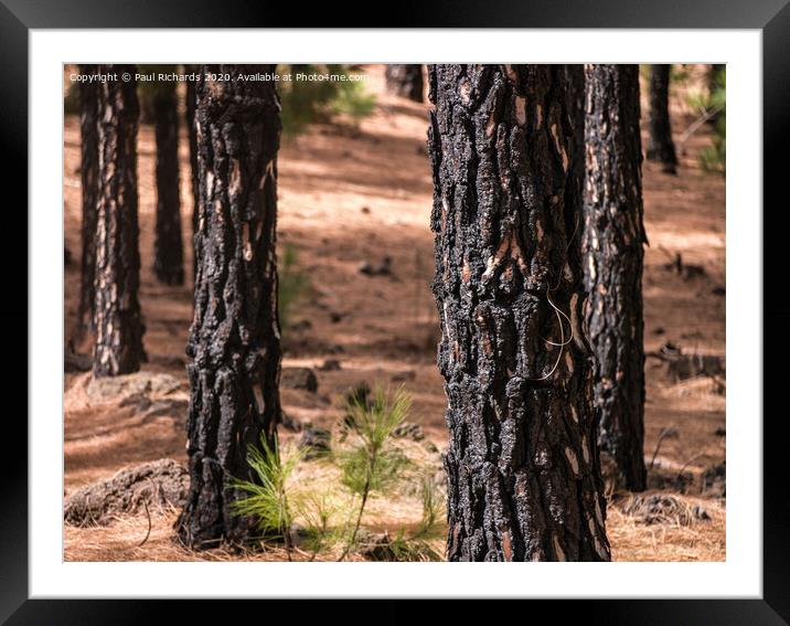 Scorched trees Framed Mounted Print by Paul Richards