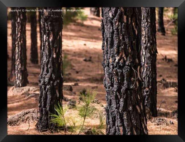 Scorched trees Framed Print by Paul Richards