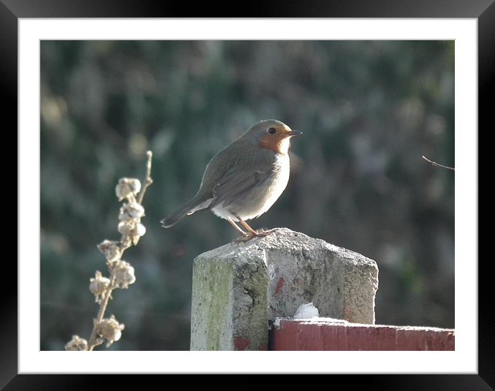 Robin on Christmas Day Framed Mounted Print by Elizabeth Twigg