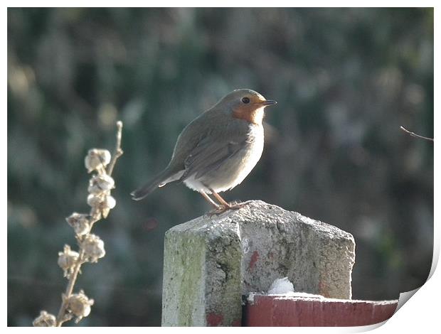 Robin on Christmas Day Print by Elizabeth Twigg