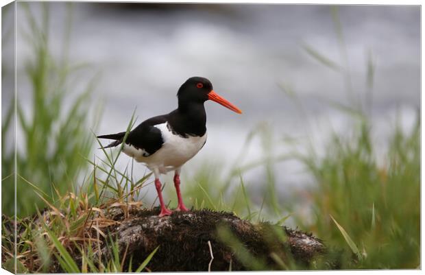 Oystercatcher on riverbank Canvas Print by Philip Hawkins