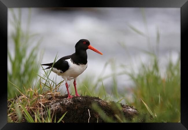 Oystercatcher on riverbank Framed Print by Philip Hawkins