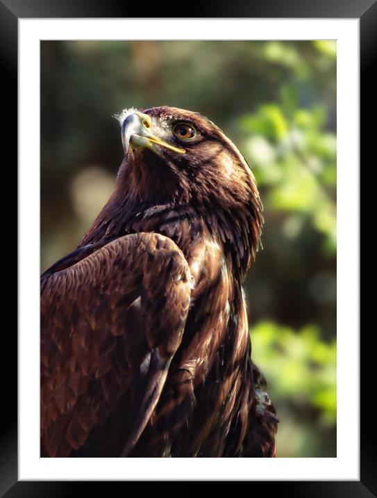 Close up of a Golden Eagle Framed Mounted Print by Philip Hawkins
