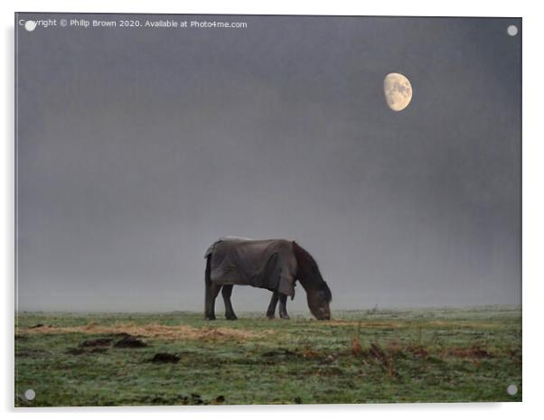 Horse in Misty Field with Moon Acrylic by Philip Brown