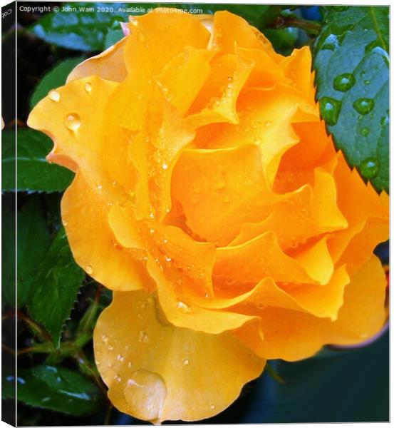 Lovely Yellow Rose with a little Rain Digital Art Canvas Print by John Wain