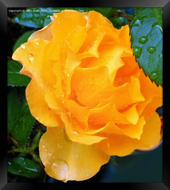 Lovely Yellow Rose with a little Rain Digital Art Framed Print by John Wain