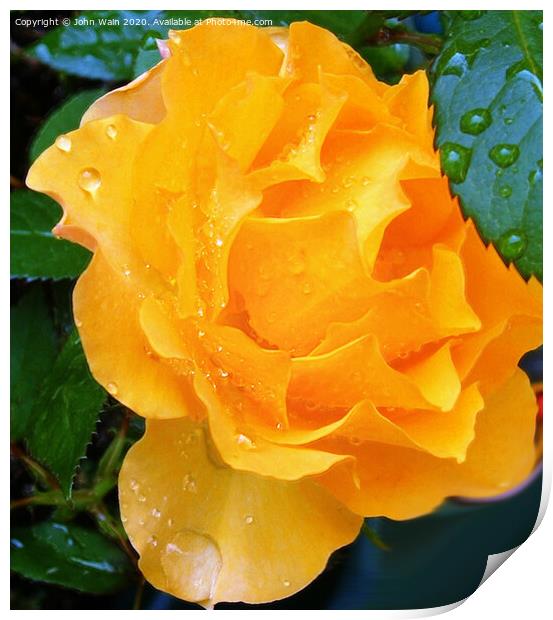 Lovely Yellow Rose with a little Rain Digital Art Print by John Wain