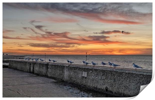 Seagulls at sunset Print by Gary Pearson