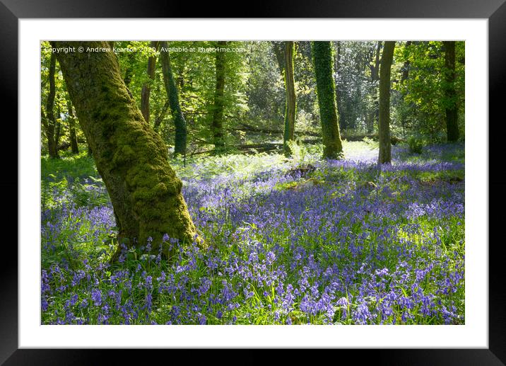 Bluebells in a Welsh woodland Framed Mounted Print by Andrew Kearton