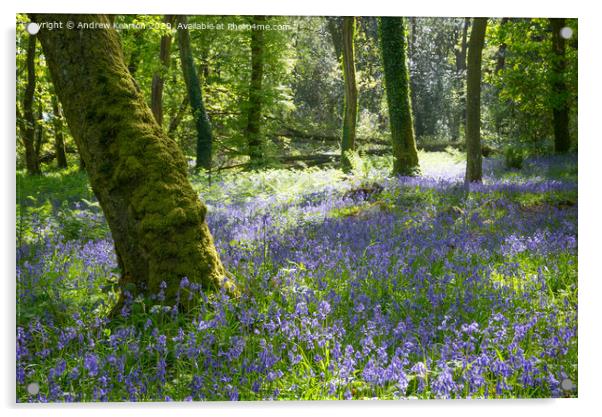 Bluebells in a Welsh woodland Acrylic by Andrew Kearton