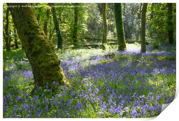 Bluebells in a Welsh woodland Print by Andrew Kearton