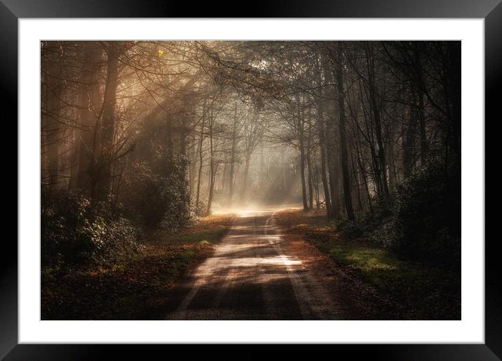 Sun rays piercing through the trees Framed Mounted Print by Gary Pearson