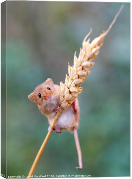 A climbing Harvest Mouse Canvas Print by David Merrifield