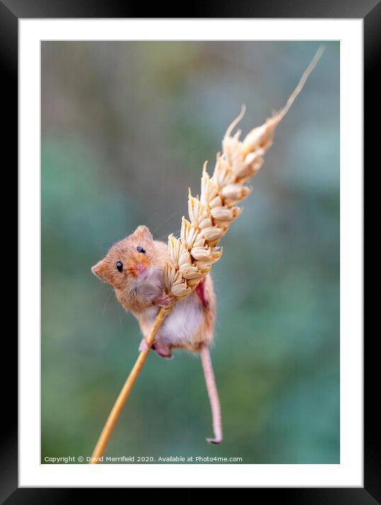 A climbing Harvest Mouse Framed Mounted Print by David Merrifield