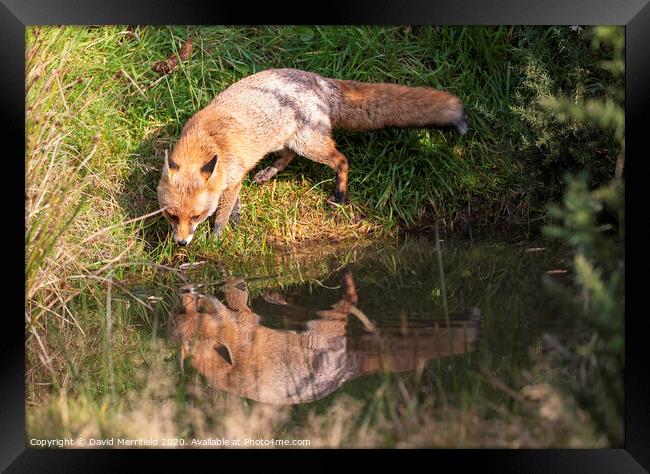 Thirsty Fox drinking out of a pond Framed Print by David Merrifield